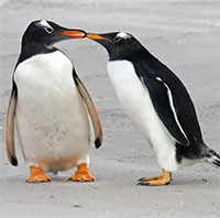 Chim cánh cụt đang ít chung thủy hơn vì... biến đổi khí hậu