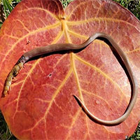 Rắn hiếm nhất Bắc Mỹ chết nghẹn vì nuốt rết