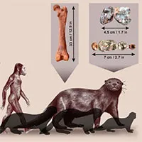 Phát hiện rái cá "quái vật" to như sư tử, ăn thịt cả cá sấu