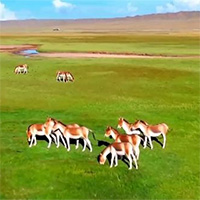 Lừa hoang dã Tây Tạng - Loài động vật thích hơn thua và dễ nổi nóng nhất trong giới tự nhiên