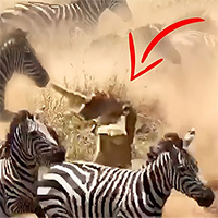 Mạo hiểm đưa ra quyết định này, sư tử bị con mồi giẫm đạp suýt chết