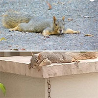 Sóc nằm bẹp hàng loạt dưới đất do nắng nóng kỷ lục ở California