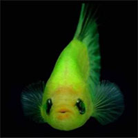 Thái Lan ra lệnh tiêu diệt cá huỳnh quang biến đổi gene