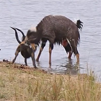 Tránh vỏ dưa gặp vỏ dừa: Trốn chó hoang, linh dương xui xẻo rơi vào hàm cá sấu