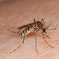 Cách phân biệt sốt xuất huyết và sốt thông thường