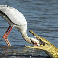 Sự thật phía sau bức ảnh cò chui đầu vào miệng cá sấu