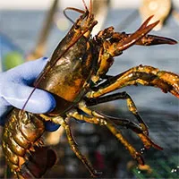 Sự thật đau lòng đằng sau khuyến cáo ngừng ăn tôm hùm Mỹ