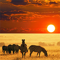 Động vật móng guốc tại châu Phi sợ nhất loài săn mồi nào?