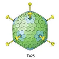 Virus Adeno là gì?
