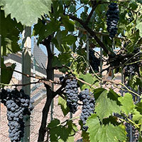 Kỳ lạ vườn nho nhỏ nhất thế giới: Chỉ sản xuất 29 chai vang mỗi năm nhưng không ai được uống