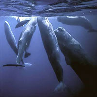 Vì sao loài động vật có 