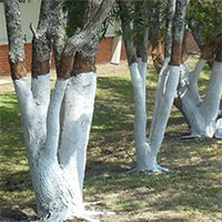 Tại sao chúng ta lại sơn màu trắng lên các thân cây?