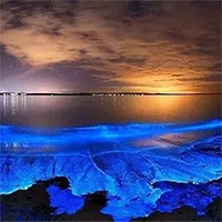 Biển huỳnh quang xuất hiện ở nhiều nơi, nhưng đó không phải là một hiện tượng tốt