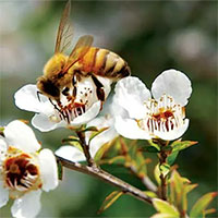 Mật ong Manuka có gì đặc biệt mà giá đắt vậy? Tại sao lại coi nó là thần dược?