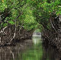 Cảnh báo sốc cho nhân loại về thực vật trên Trái đất