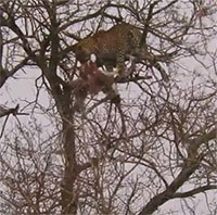 Báo hoa mai trèo lên ngọn cây tóm gọn đại bàng