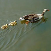 Vì sao vịt con thường bơi thành hàng nối đuôi sau vịt mẹ?