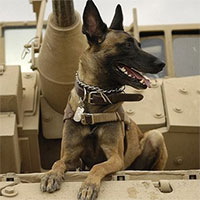 Vì sao chó được huấn luyện để phát hiện ma túy và bom?