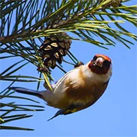 Thế giới sẽ ra sao nếu loài chim tuyệt chủng