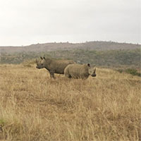 Loài tê giác chết bất thường ở Nghệ An quý hiếm như thế nào?