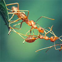 Bất ngờ với số lượng kiến trên Trái đất