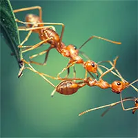 Bất ngờ với số lượng kiến trên Trái đất