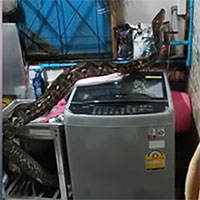 Gia đình tá hỏa khi phát hiện trăn khủng chui lên từ ống thoát nước nhà bếp