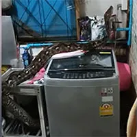 Gia đình tá hỏa khi phát hiện trăn khủng chui lên từ ống thoát nước nhà bếp