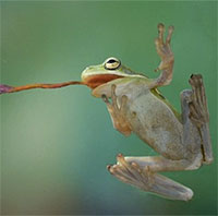 Vì sao khi ếch biến mất, chúng ta dễ bị ốm?