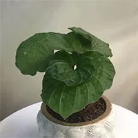 Loài cây kỳ lạ chỉ có duy nhất một chiếc lá ở Việt Nam