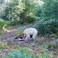 Gấu toàn thân trắng muốt hiếm có, không phải bạch tạng xuất hiện ở Mỹ