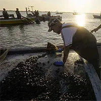 Biến đổi khí hậu càng nghiêm trọng, những loại thực phẩm này sẽ càng đắt đỏ hơn