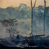 Những căn bệnh mới đến cùng biến đổi khí hậu