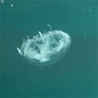 Sứa hoa đào - Loài sứa được mệnh danh là 