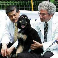 Time bình chọn "Nhân bản vô tính chó" là phát minh của năm 2005