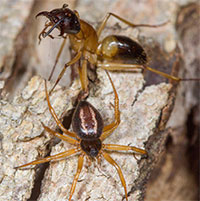 Chiến thuật giúp nhện ăn thịt kiến to gấp đôi