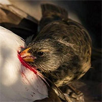 Thực hư tấm ảnh chim 