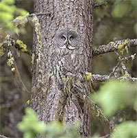 Bằng chứng rõ ràng về tài ngụy trang thiên bẩm của chim cú