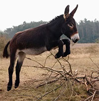 Khám phá bí mật về thuần hóa loài lừa trong quá khứ