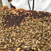 Kỹ thuật nuôi ong lấy mật "kiểu Darwin" giúp ong sống sót và sinh sản nhiều hơn
