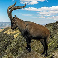 Dê núi Pyrenean ibex: Loài động vật đầu tiên và duy nhất trên thế giới tuyệt chủng tới 2 lần