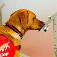 Khứu giác của loài chó còn đặc biệt hơn chúng ta nghĩ