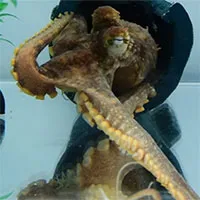 Thói quen bắt mồi kỳ lạ của bạch tuộc
