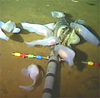 Vì sao cá biển sâu chịu được môi trường áp lực cao?