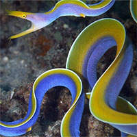 Những loài động vật có thể tự do thay đổi giới tính nếu muốn