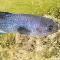 Động đất hé lộ loài cá cực hiếm trong hang động