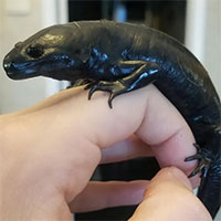 Kỳ giông axolotl có thể đột ngột biến từ động vật sống dưới nước thành sinh vật trên đất liền?