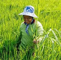 Thái Lan phát triển giống lúa mới chịu được tác động của lũ lụt