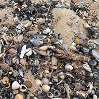 Nguyên nhân khiến tôm cua chết hàng loạt ở Anh