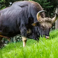 Gaur: Loài lớn nhất và cao nhất trong số các loài gia súc hoang dã